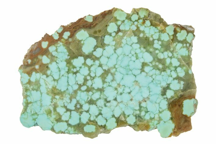 Polished Turquoise Slab - Number Mine, Carlin, NV #244462